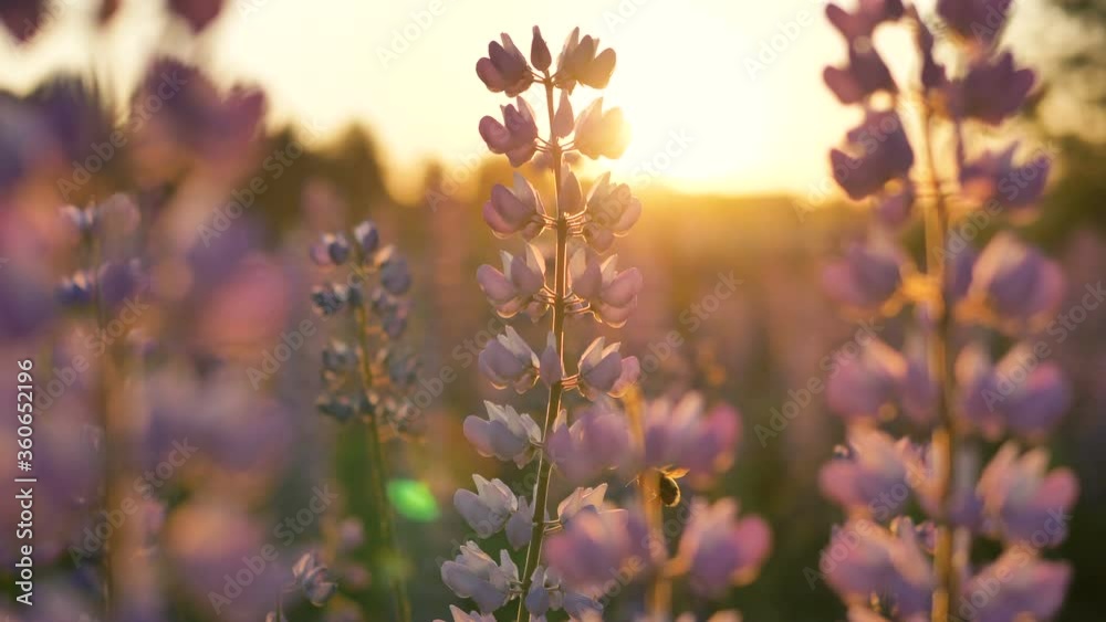 Bumblebee flies in a beautiful field with lupines and pollinates flowers close-up. Hot summer sunset and fantastic landscape. Bumblebee flies in a beautiful field with lupines and pollinates flowers close-up. Hot summer sunset and fantastic landscape.