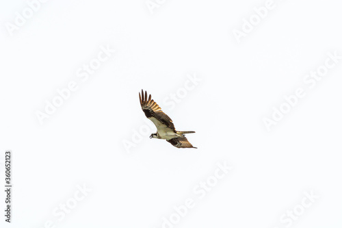 Osprey in flight © ChuckS