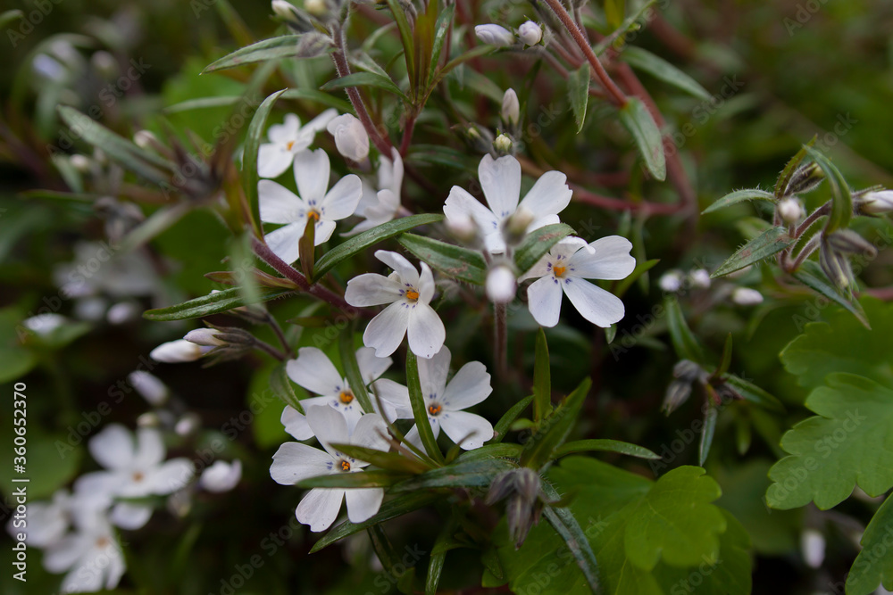 Naklejka premium Creeping Phlox