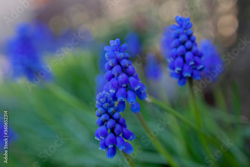 Muscari