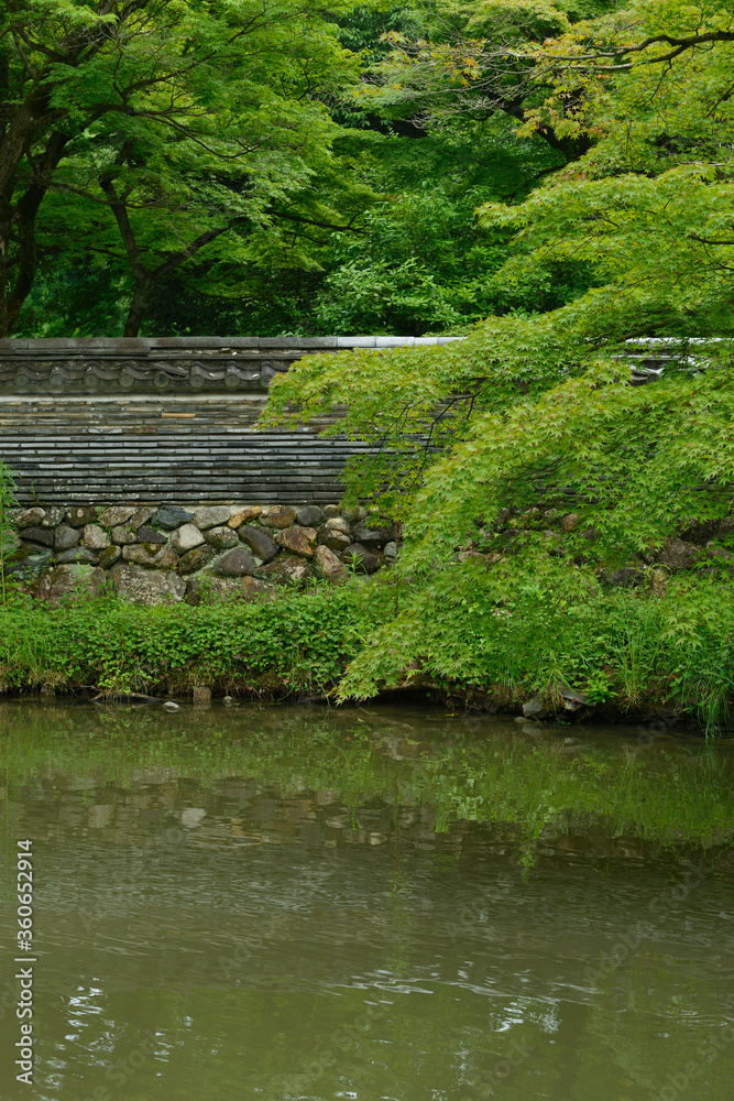 Obraz premium 新緑