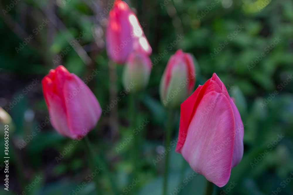 pink tulips in the garden pink tulips in the garden