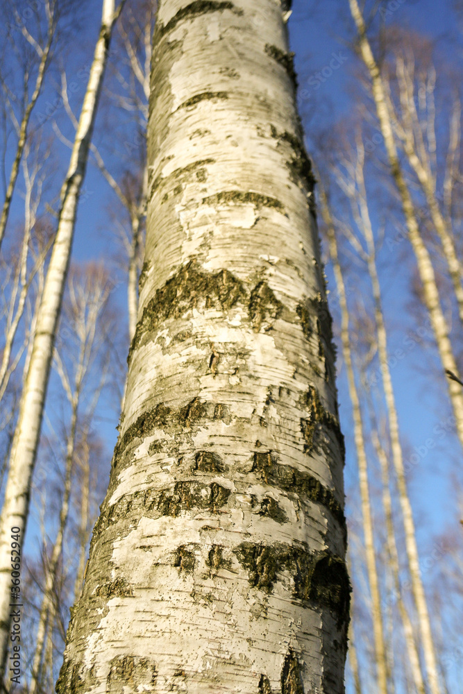 Birch tree trunk closeup, view up to the blue sky.