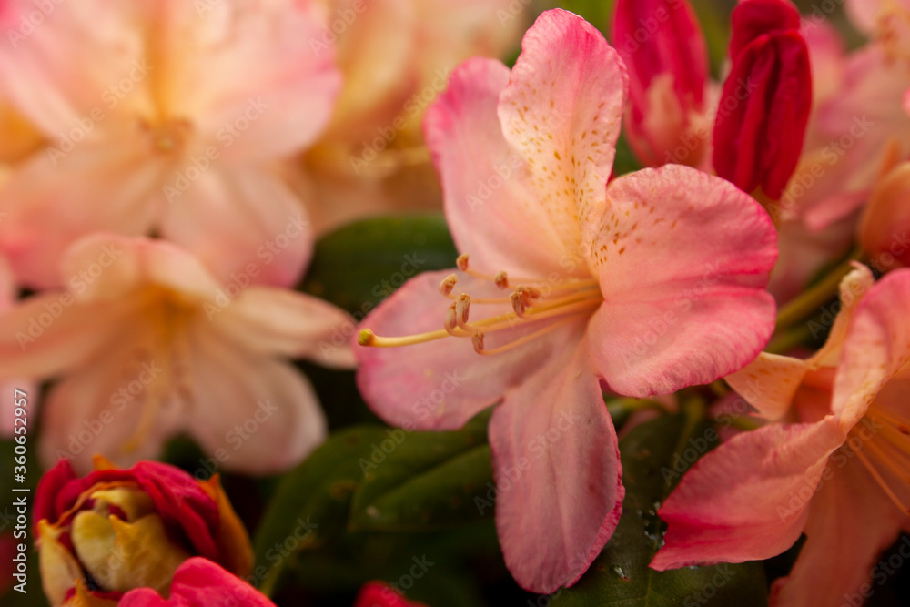 rhododendron