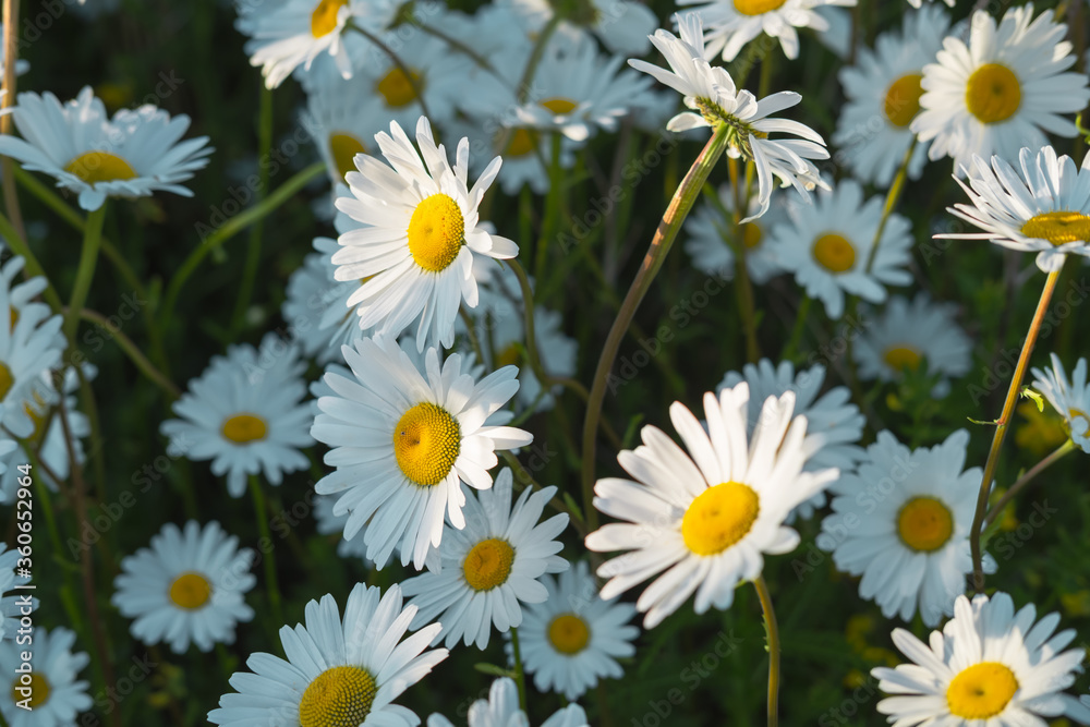 Daisy flowers in the garden Daisy flowers in the garden