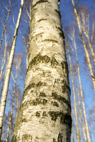 Fototapeta Naklejka Na Ścianę i Meble -  Birch tree trunk closeup, view up to the blue sky.