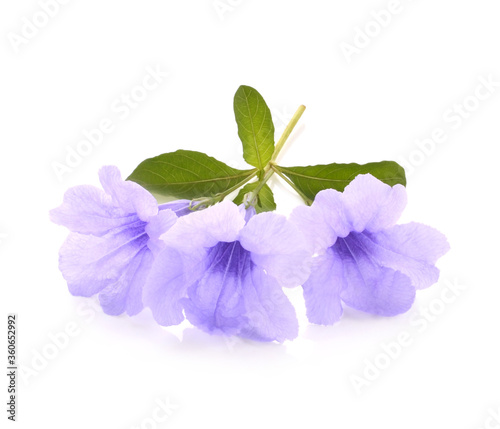 Bunga telang adalah salah satu tanaman obat-obatan. Bisa digunakan sebagai teh, obat mata untuk bayi dan juga sebagai pewarna makanan alami berwana biru. photo