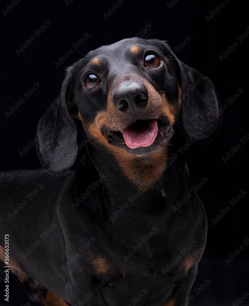 Expressive black dachshund on black background  