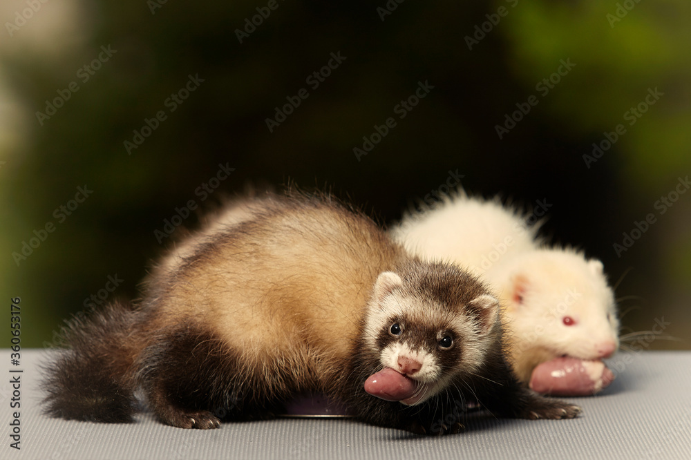 Ferret babies old about eight weeks tasting piece of chicken meat Ferret babies old about eight weeks tasting piece of chicken meat