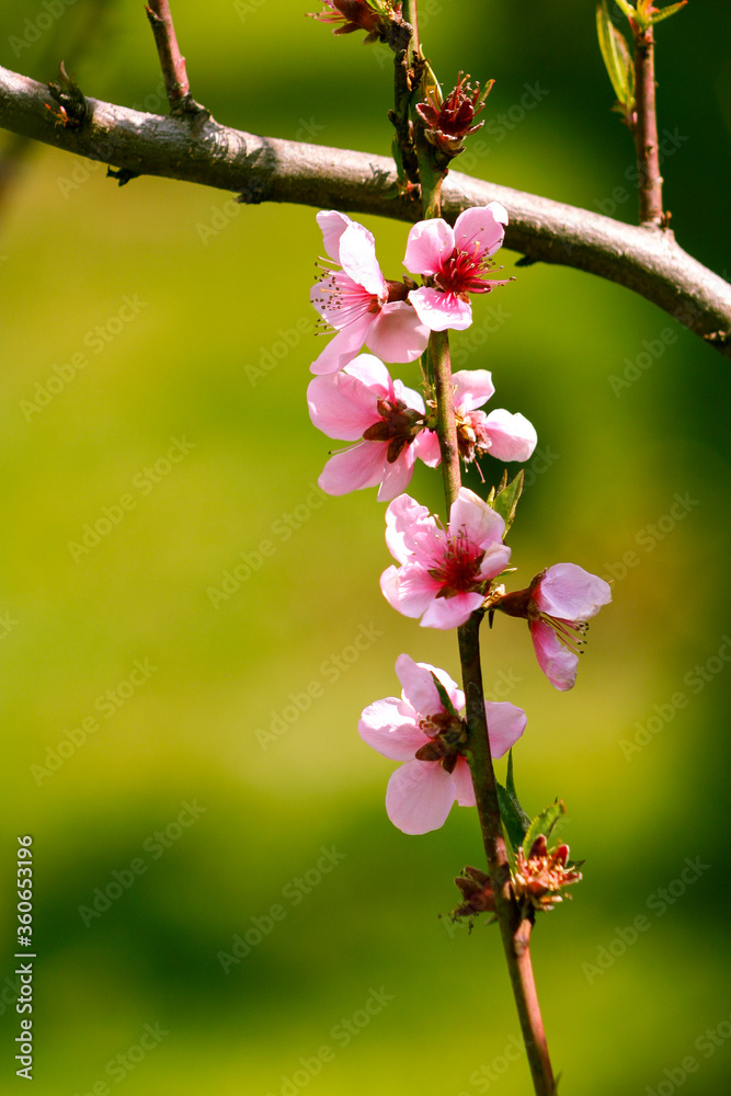 Blooming peach tree. Pink flowers of blossoming peach on nature green background. Springtime.