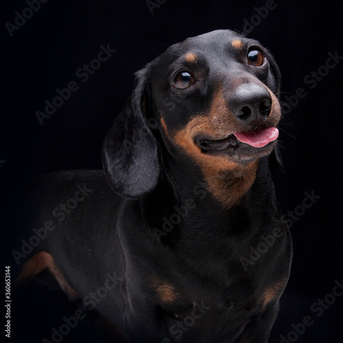 Expressive black dachshund on black background   © Foonia