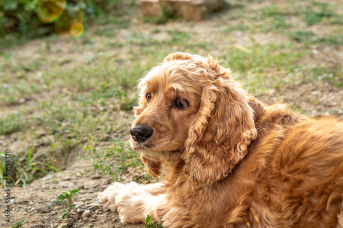 American Cocker Spaniel relaxing outdoors in the backyard of a village house on a sunny day