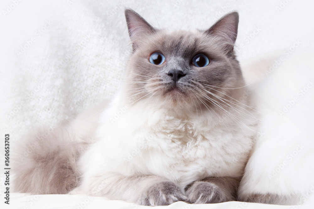 Ragdoll cat on grey background
