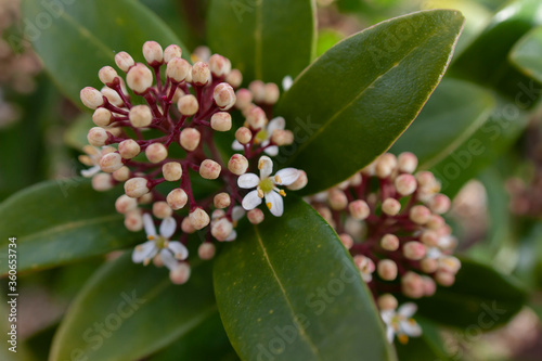 skimmia japonica