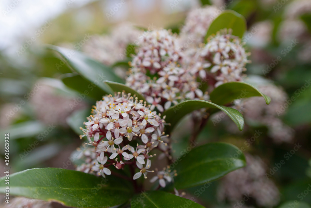 Fototapeta premium skimmia japonica