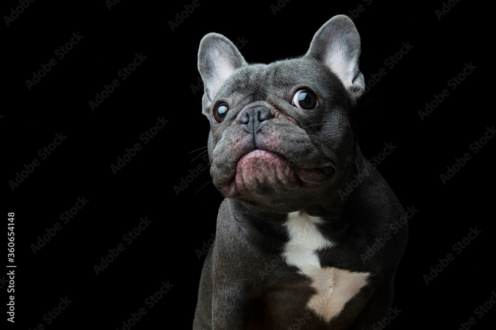 french bulldog on pure black background