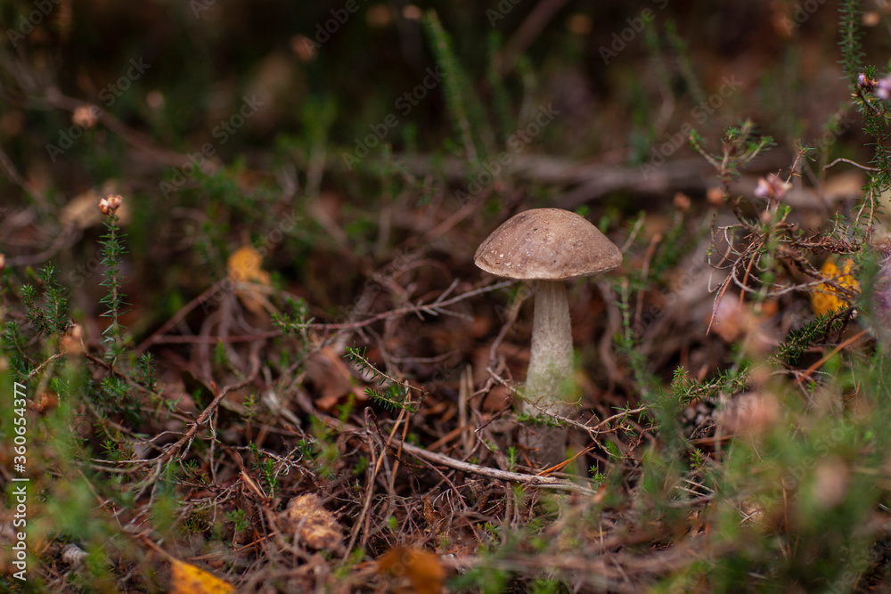 Fototapeta premium boletus mushroom growing in the forest