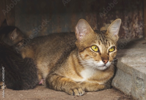 Fototapeta Naklejka Na Ścianę i Meble -  Portrait of Thai cats and kittens