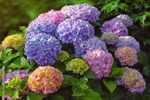 Fototapeta Naklejka Na Ścianę i Meble -  Multicolored flowers of hydrangea ( Hydrangea macrophylla ) in garden