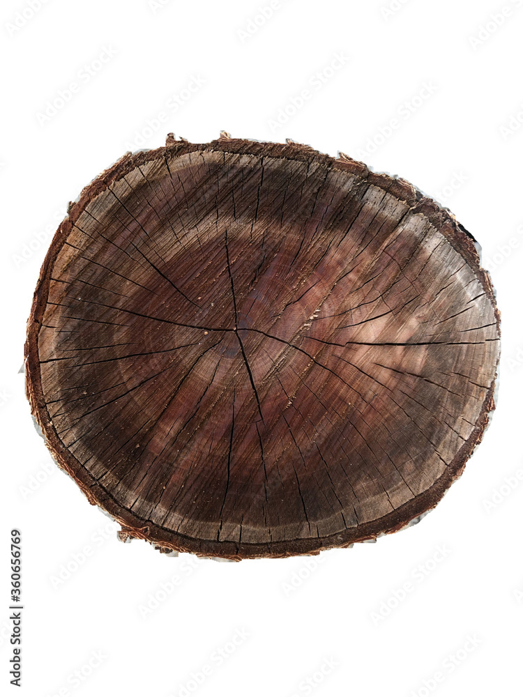Fototapeta premium cross section of tree trunk
