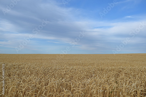 Field of ripe wheat under the blue sky and clouds