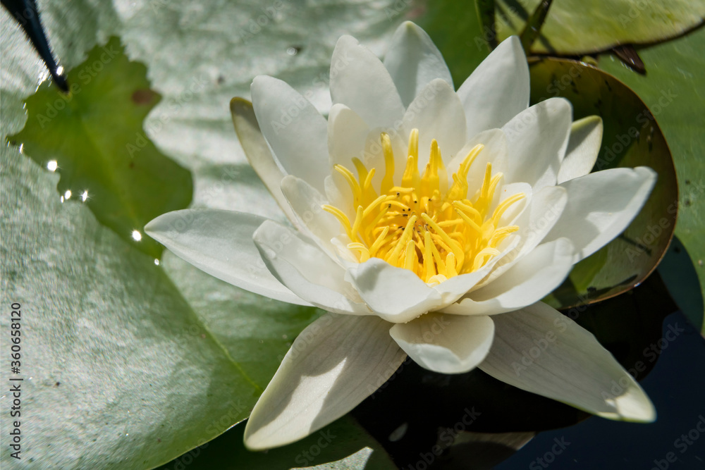 White water lily in small green pond