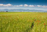 Vibrant red poppies on barley crop, blue sky with white clouds in background.