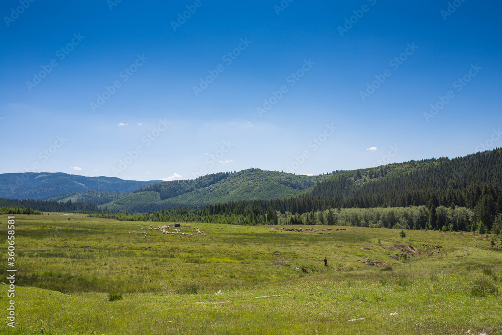 Feeding sheep herd and cow cattle on green meadow in the Carpathian mountains.