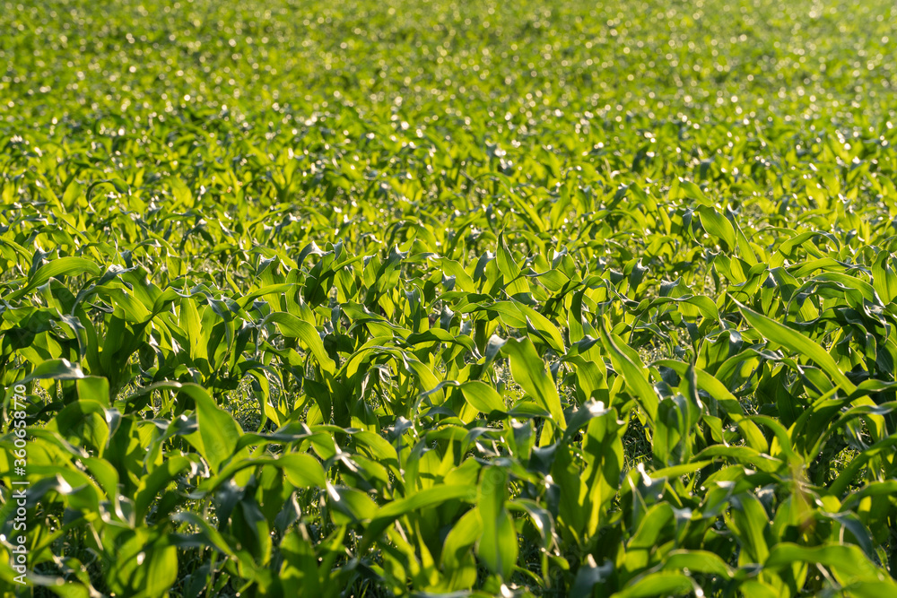 Field of growing corn as a background. Early morning. Field of growing corn as a background. Early morning.