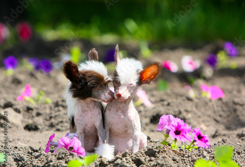 Canvas Print Puppies of a naked Chinese crested dog on a background of flowers