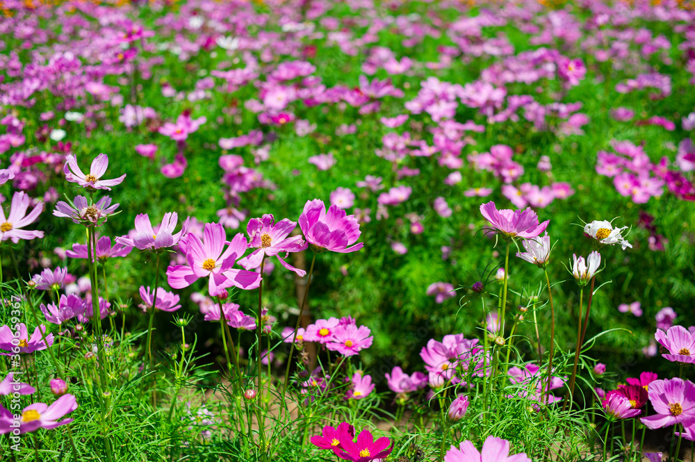 Colorful and beautiful flower garden