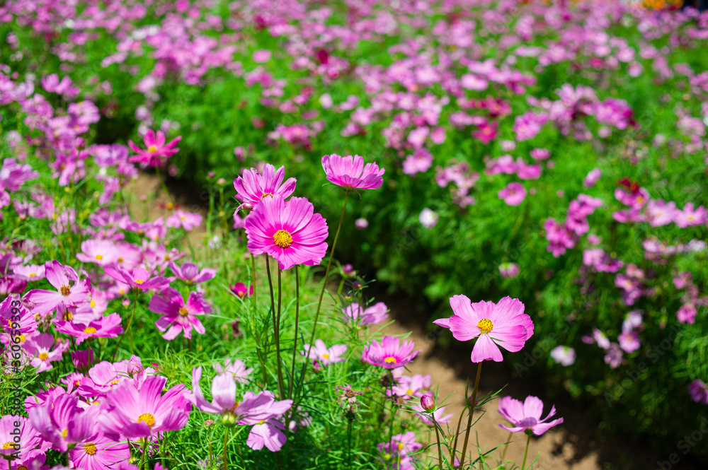 Colorful and beautiful flower garden Colorful and beautiful flower garden