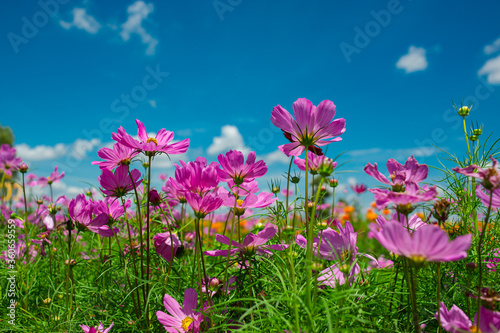 Colorful and beautiful flower garden