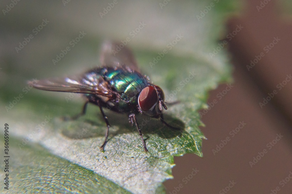 close up of a fly close up of a fly