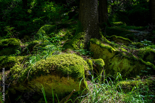 Vibrant green moss on stones and pine wood roots in harsh sunlight in the Carpathian mountains  Transylvania  Romania.