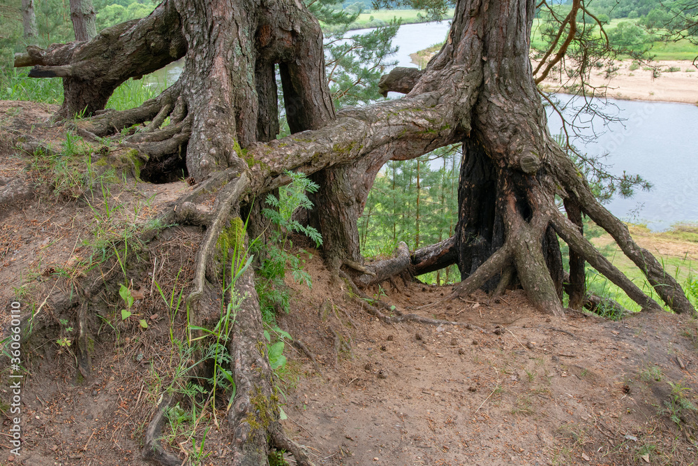 Pine tree roots. Ugra national park, Kaluga oblast, Russia..