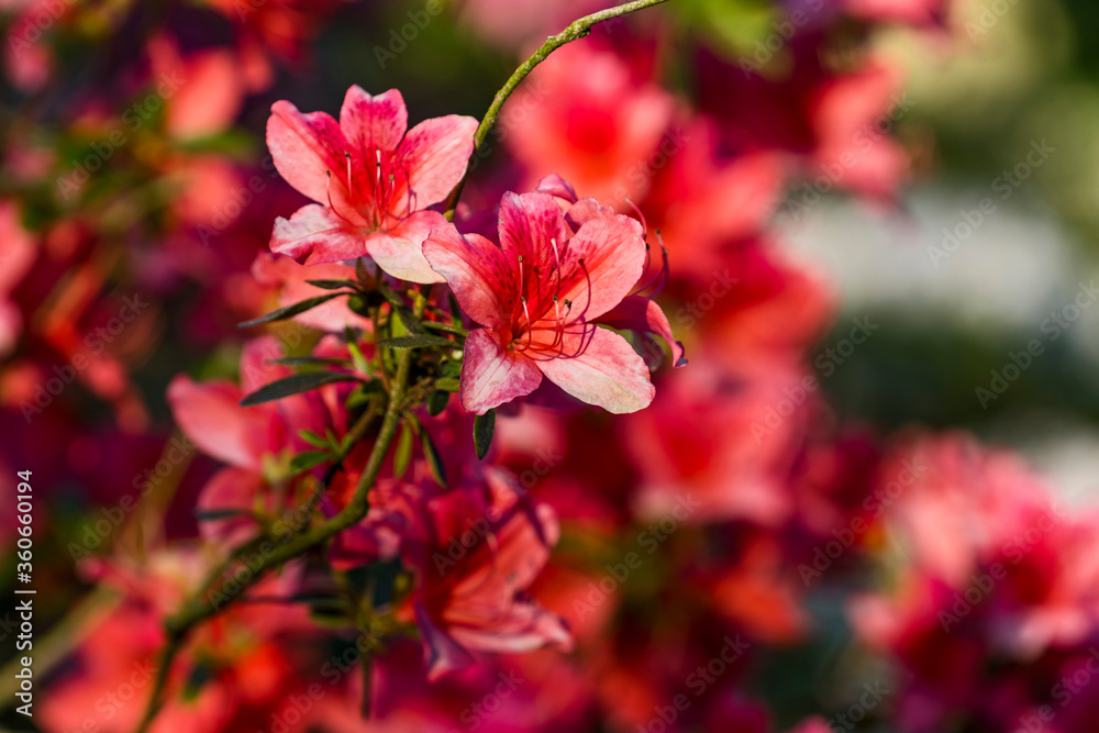 Flora Botanik Farbe Natur
Flora Botanik Farbe Natur