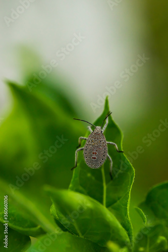 Bug. Macro photo. Bedbug on a green leaf. Gray bug with orange spots close up. Green leaves of plants close-up. Green background