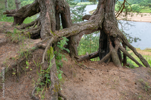 Pine tree roots. Ugra national park, Kaluga oblast, Russia..