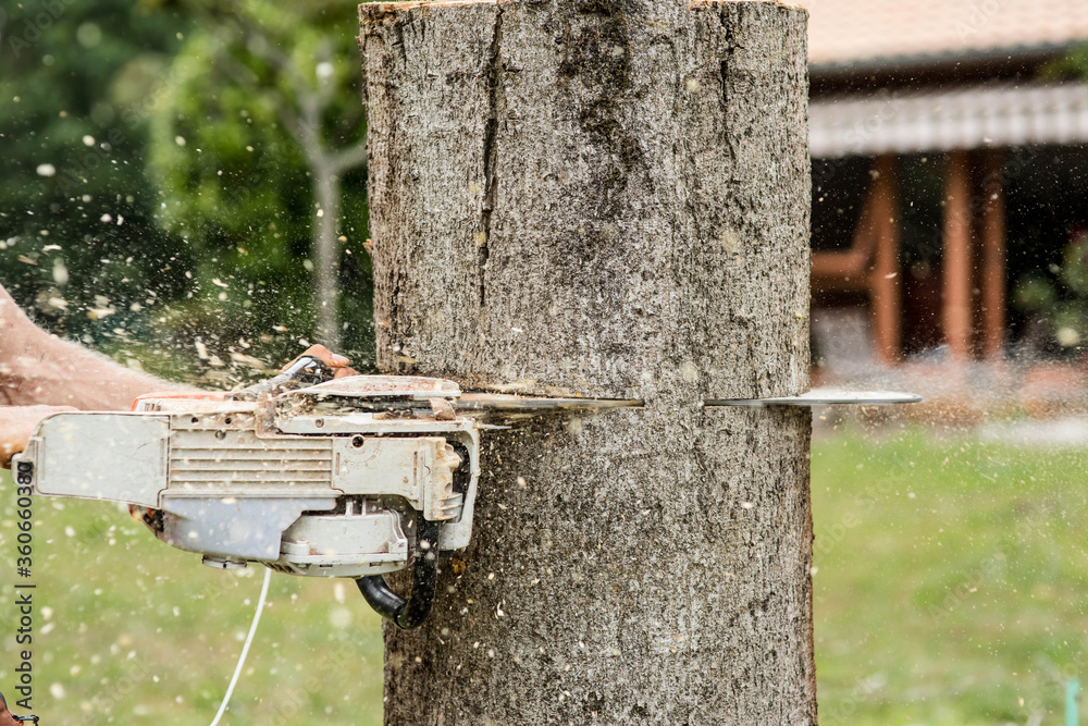 professional pruner cutting a tree with a chainsaw professional pruner cutting a tree with a chainsaw