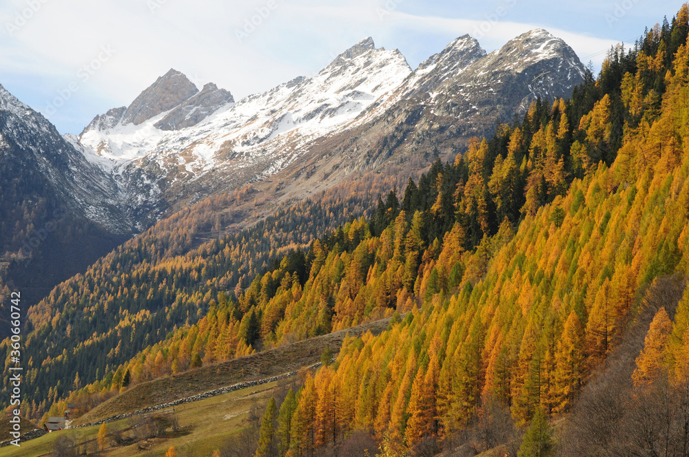 Golden larch forests color the Lötschental in autumn.