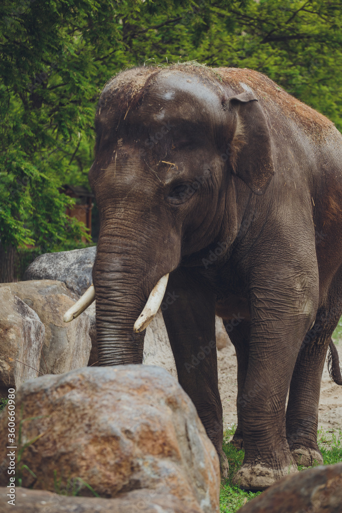 Fototapeta premium Photo of an elephant. Elephant shows his snout and trumpets.