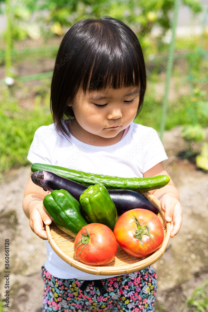 Fototapeta premium 家庭菜園で採れた新鮮な野菜
