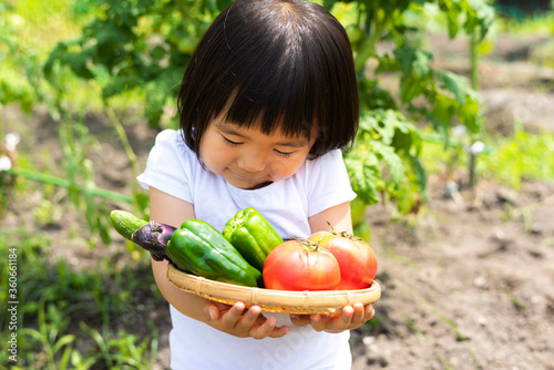 家庭菜園で採れた新鮮な野菜 photo