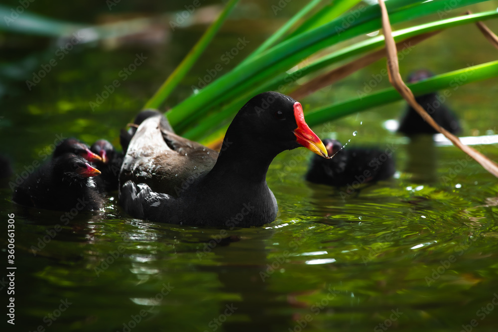 Moorhen in a pond feeds her ducklings, wildlife near the house Moorhen in a pond feeds her ducklings, wildlife near the house