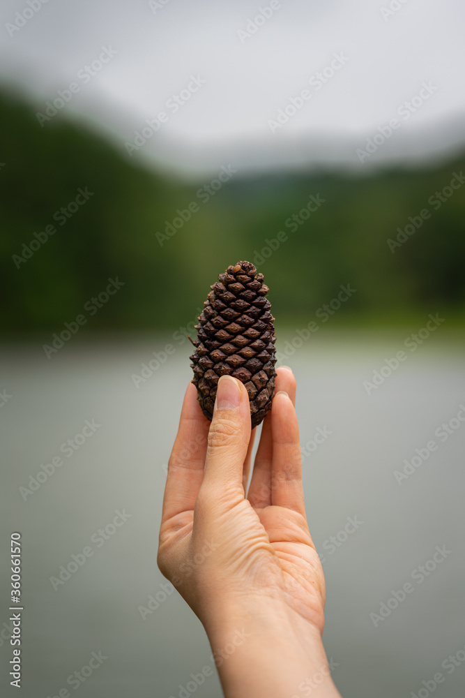 Dried pinecone or pine tree's seed is holding on people hand with blurred background of nature lake at outdoor park. Travel in autumn season photo concept. Dried pinecone or pine tree's seed is holding on people hand with blurred background of nature lake at outdoor park. Travel in autumn season photo concept.