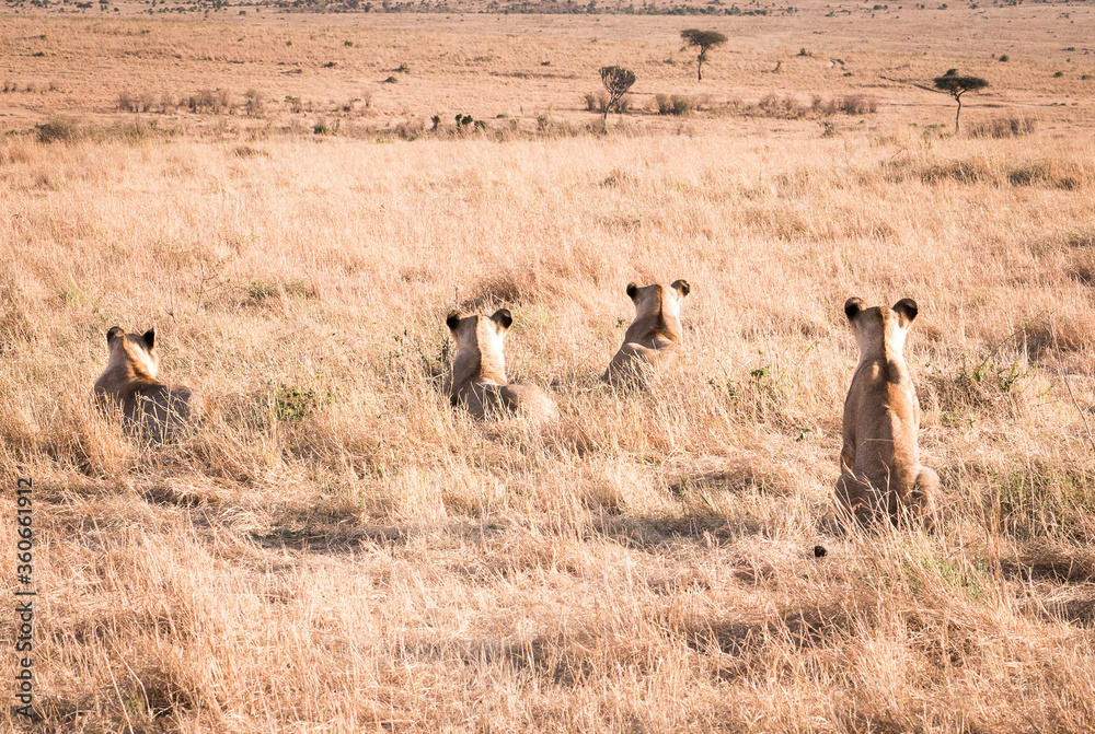 Lionesses relaxing in Serengeti National Park Lionesses relaxing in Serengeti National Park