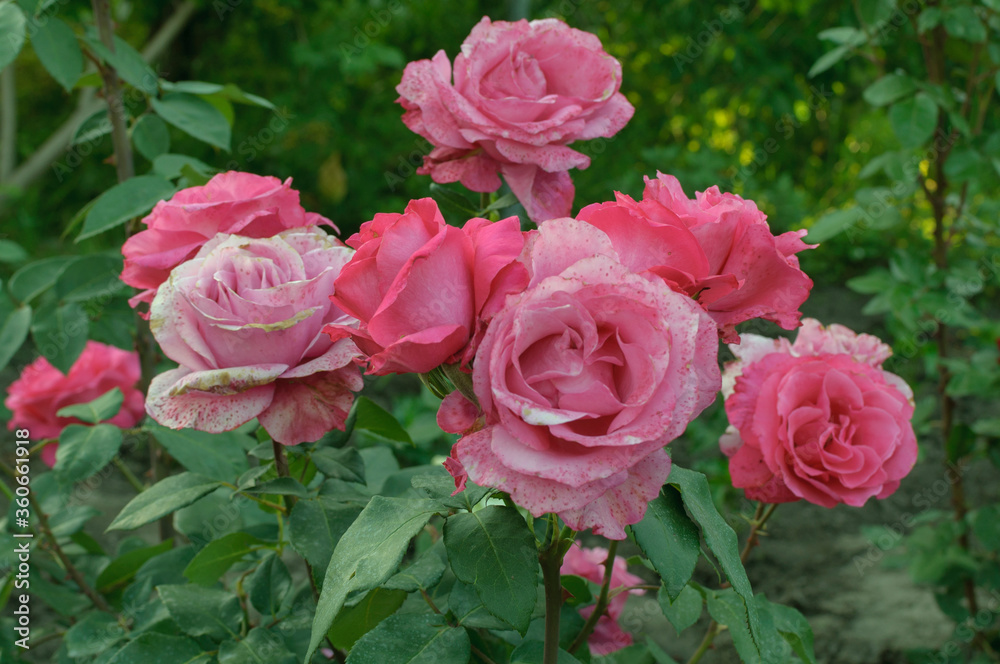 pink roses in garden pink roses in garden