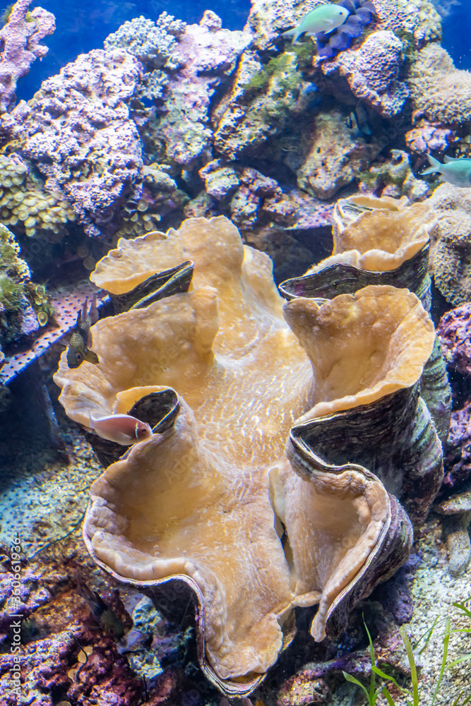 大シャコガイ 大シャコガイ」の写真素材 | 18件の無料イラスト画像 | Adobe Stock