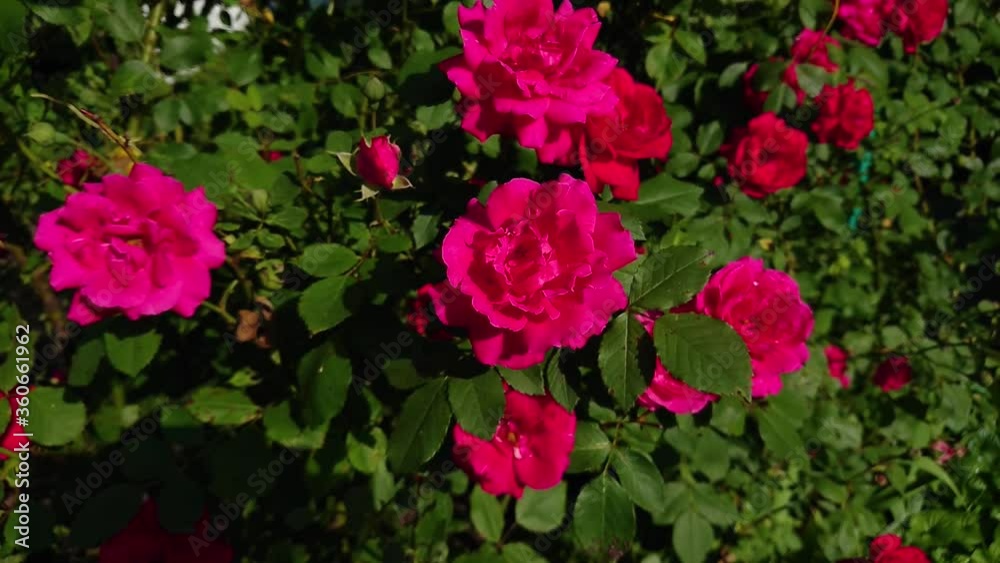 Blossom of saturated pink roses, blurred background
Blossom of saturated pink roses, blurred background